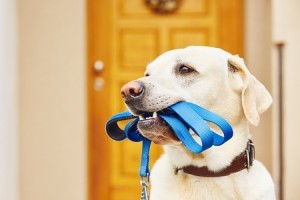 47464274 - labrador retriever with leash is waiting for walk.